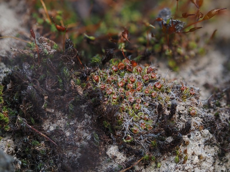 Sessile Pterygoneurum Moss photo 7