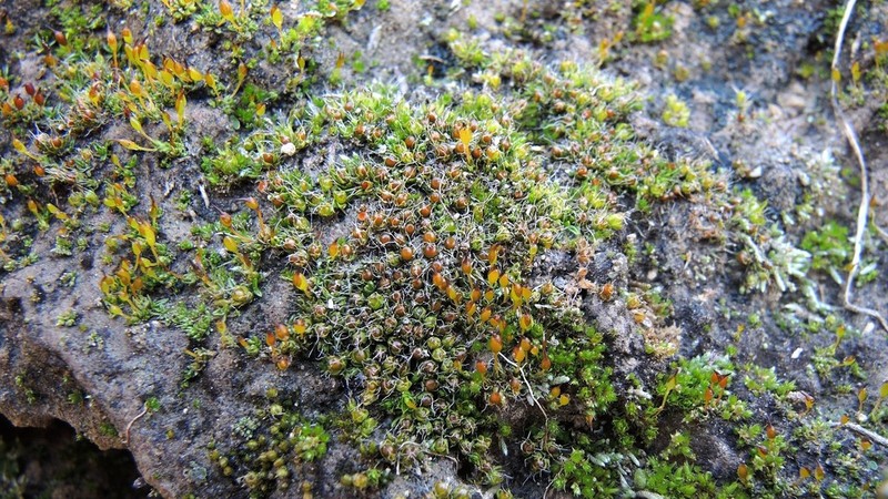 Sessile Pterygoneurum Moss photo 8