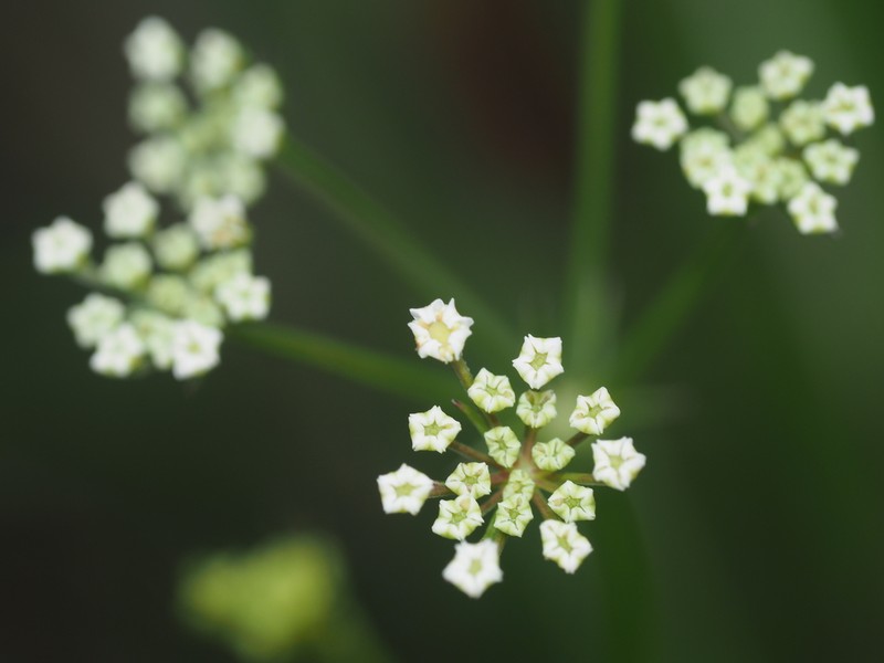 Pterygopleurum neurophyllum