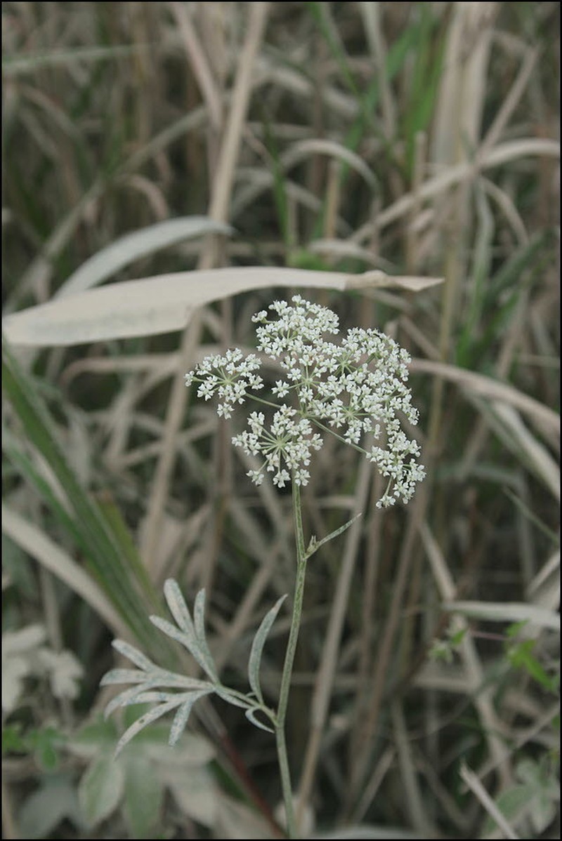 Pterygopleurum neurophyllum photo 2