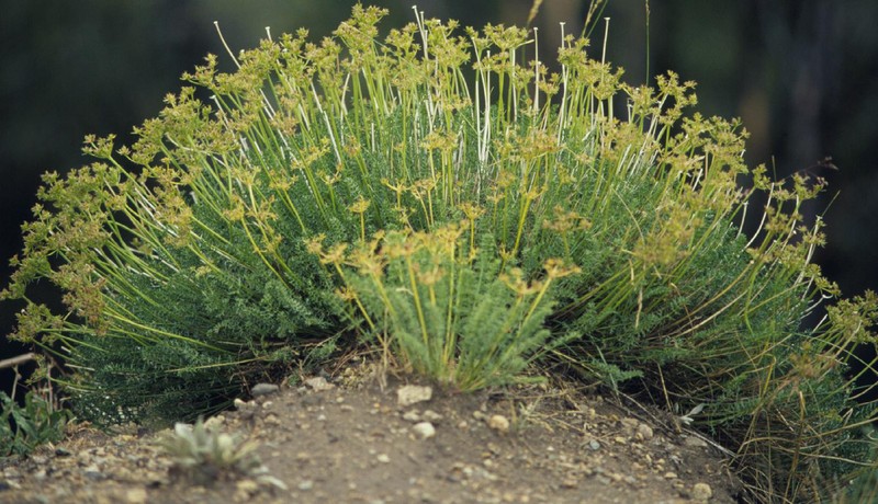 Henderson's Wavewing