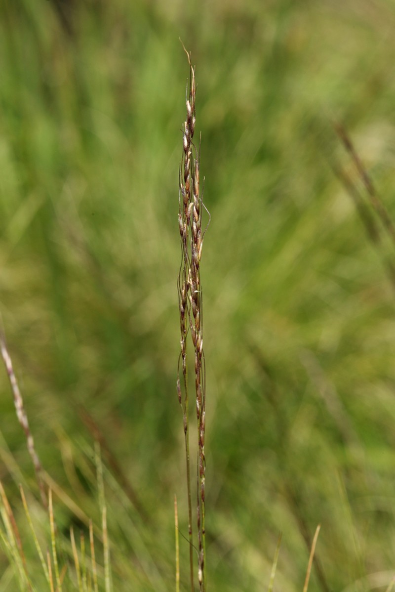Sierra False Needlegrass