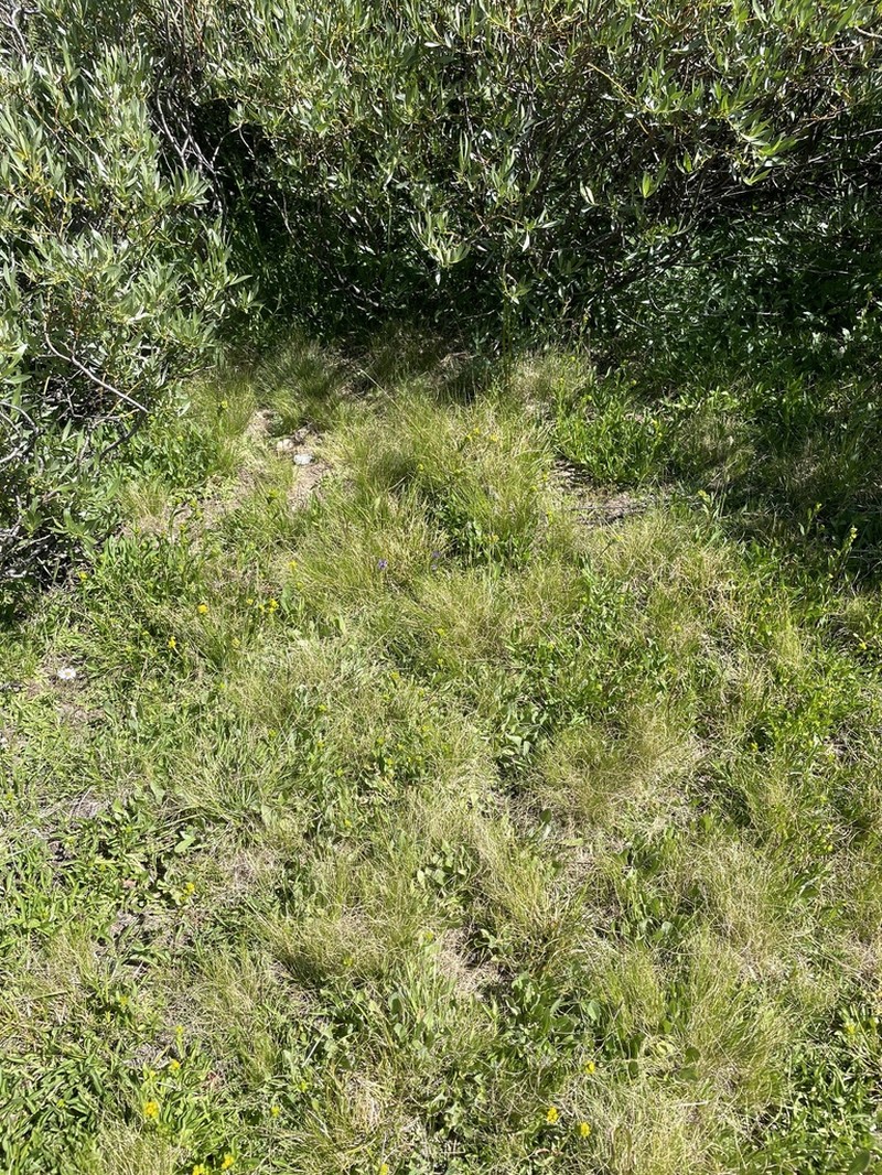 Sierra False Needlegrass photo 2