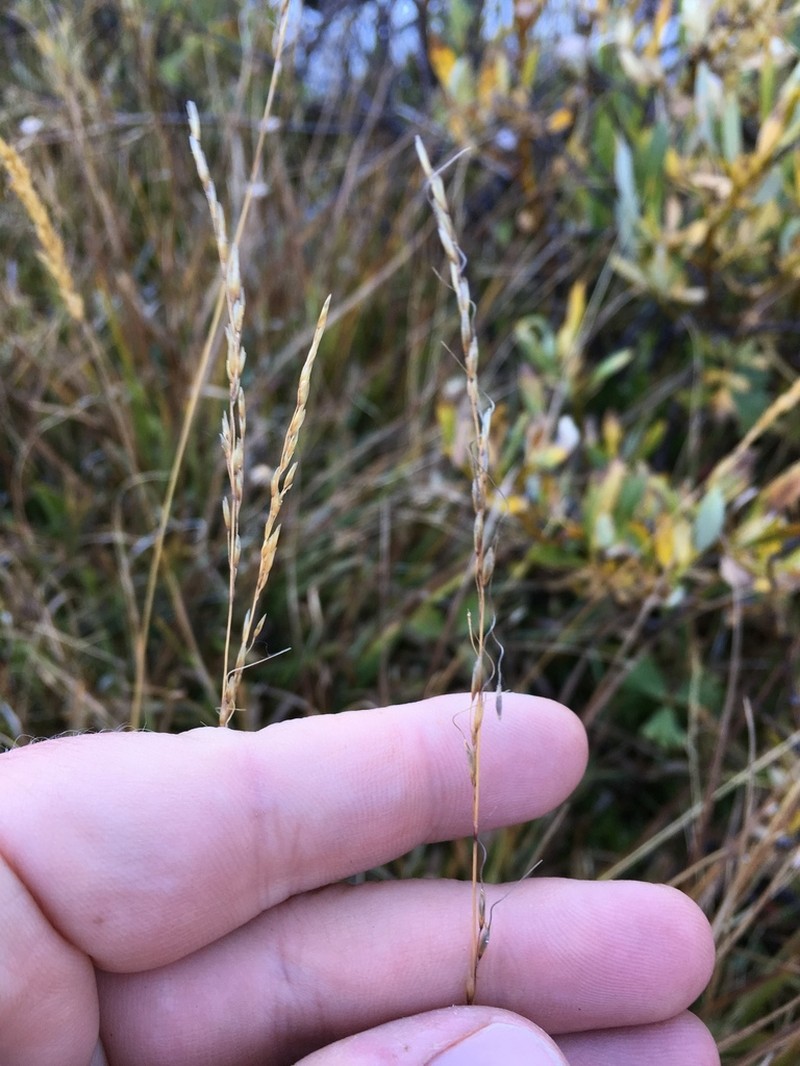 Sierra False Needlegrass photo 3