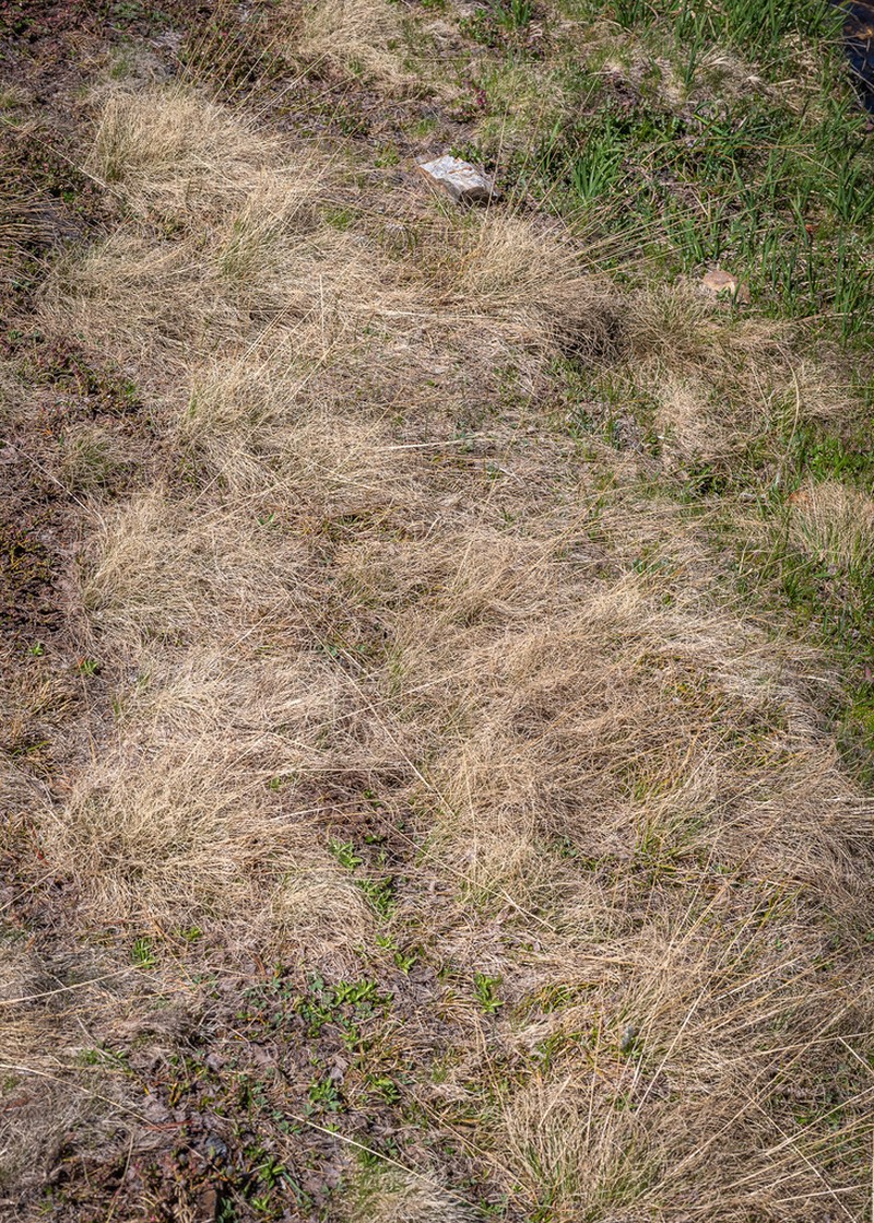 Sierra False Needlegrass photo 4
