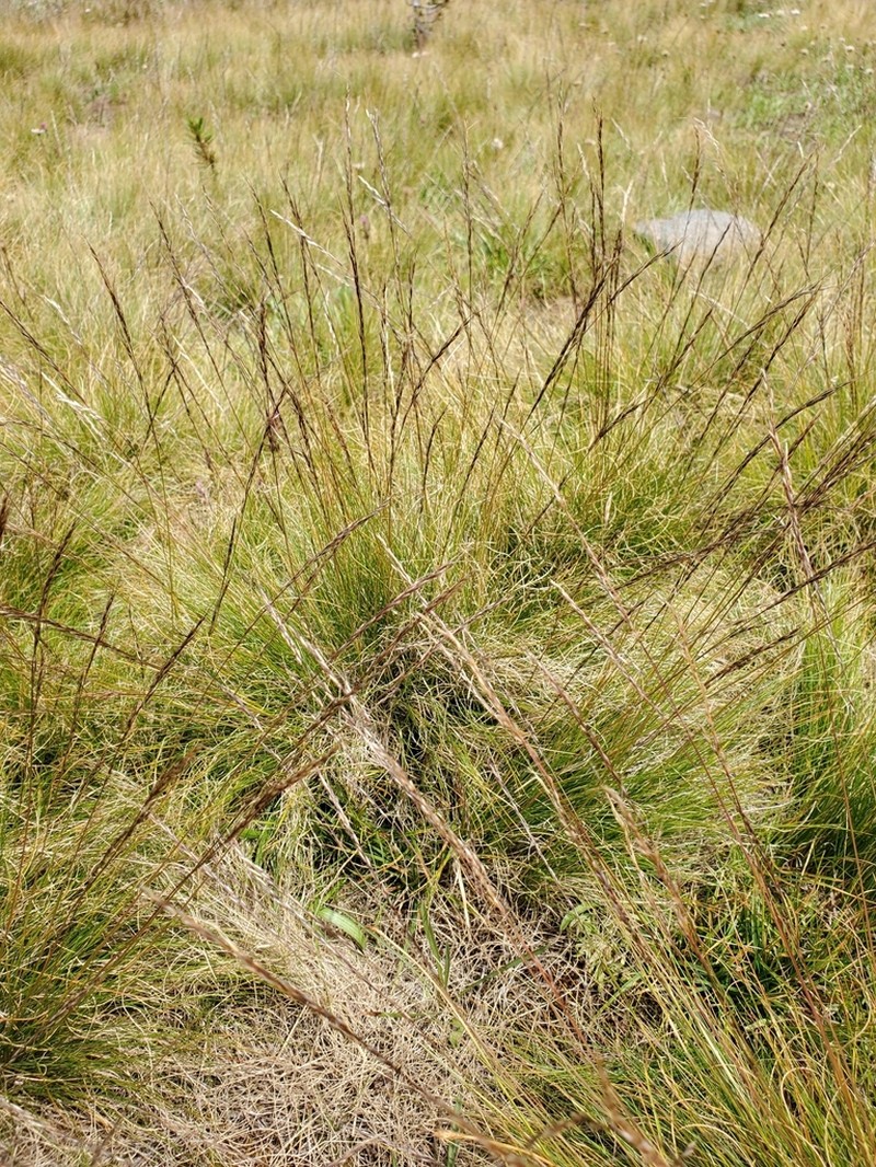 Sierra False Needlegrass photo 5
