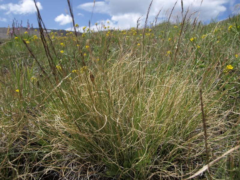 Sierra False Needlegrass photo 6