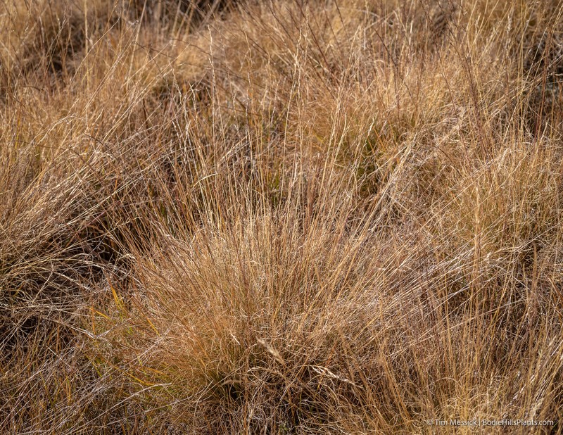 Sierra False Needlegrass photo 7