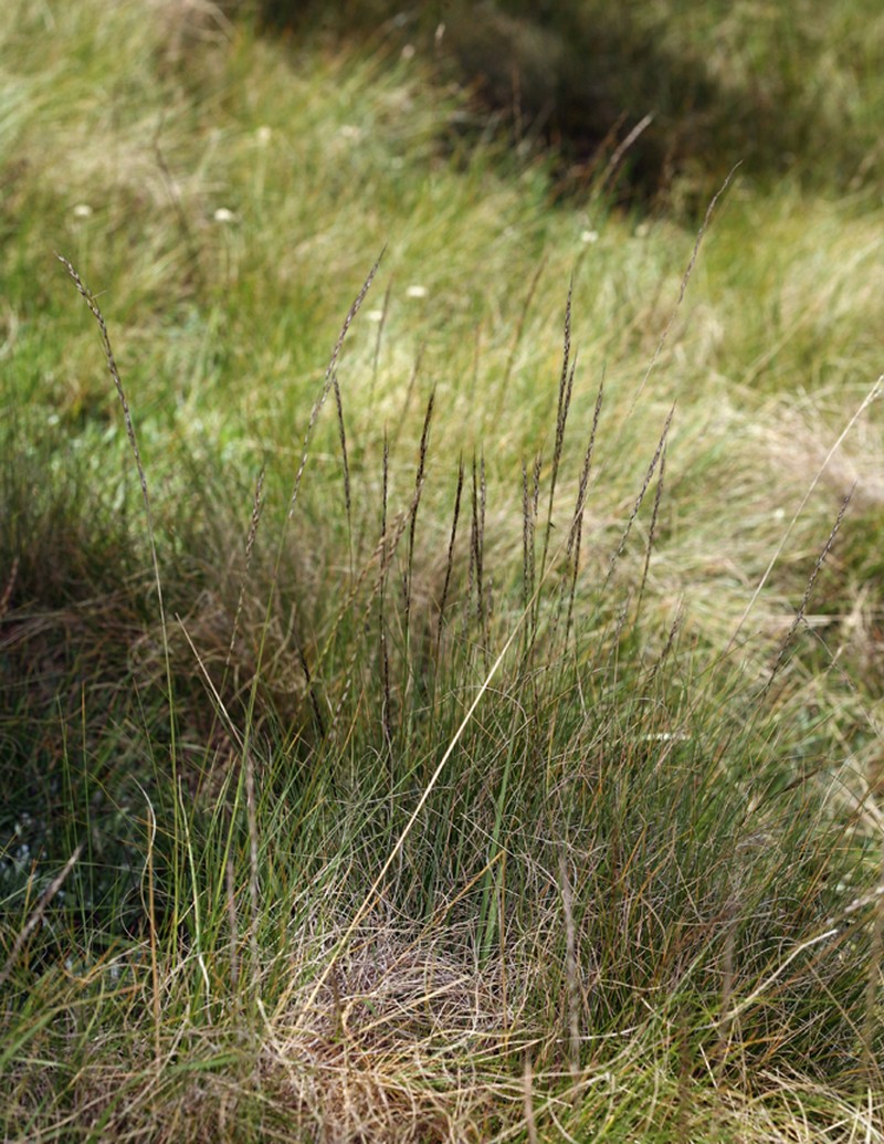 Sierra False Needlegrass photo 8