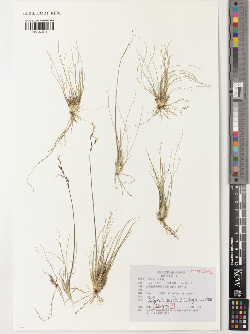 Ptilagrostis arcuata