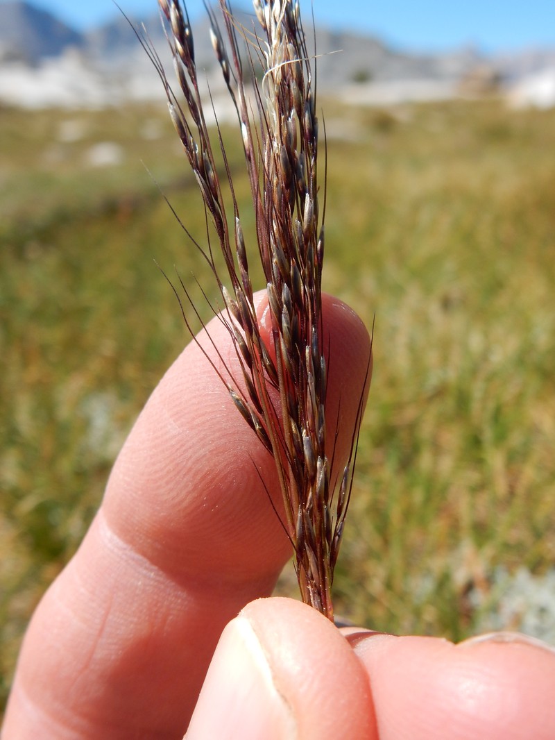Sierra False Needlegrass