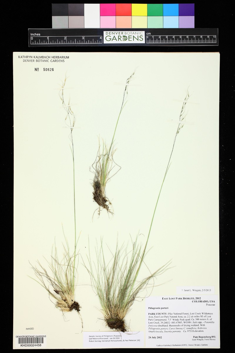 Porter's False Needlegrass