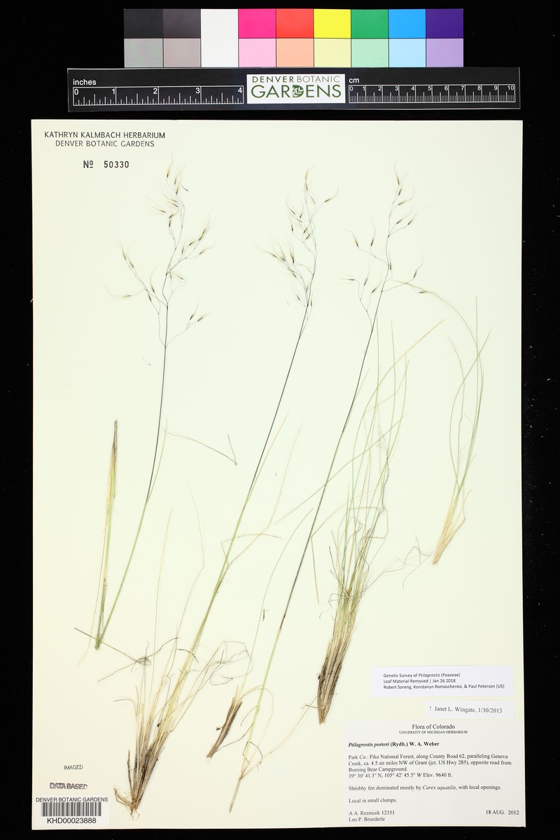 Porter's False Needlegrass photo 2