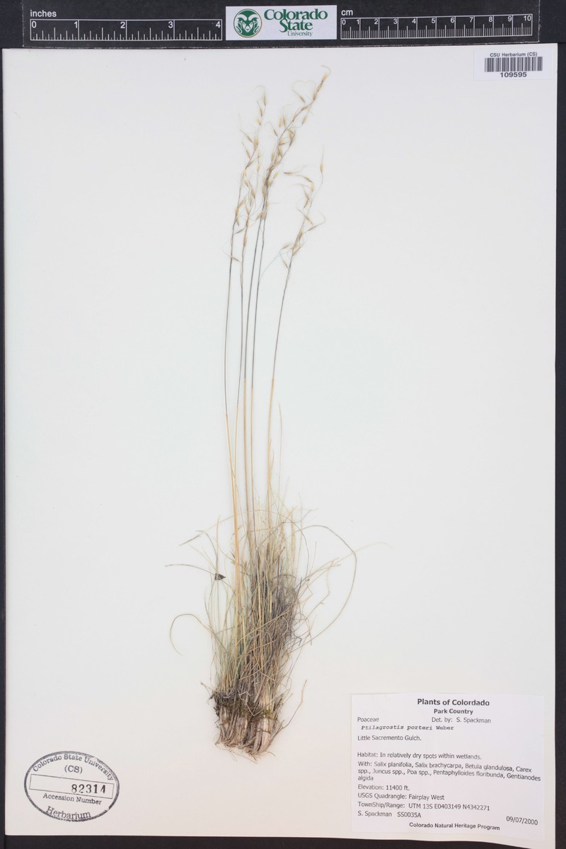 Porter's False Needlegrass photo 3