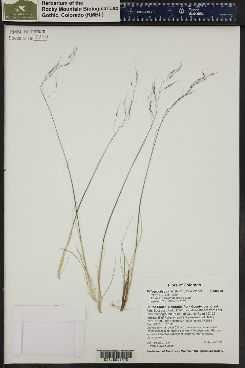 Porter's False Needlegrass photo 4