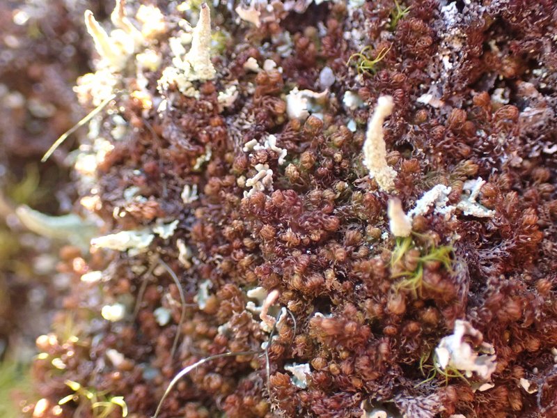 Ptilidium californicum