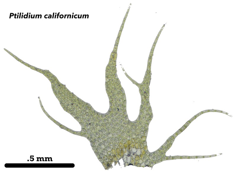 Ptilidium californicum photo 2