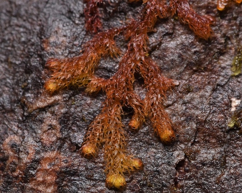 Ptilidium californicum photo 3