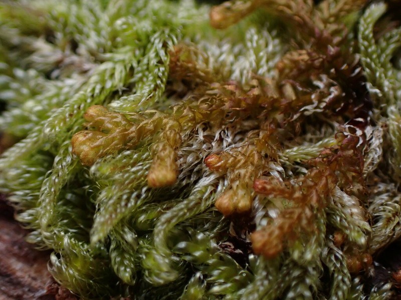 Ptilidium californicum photo 4