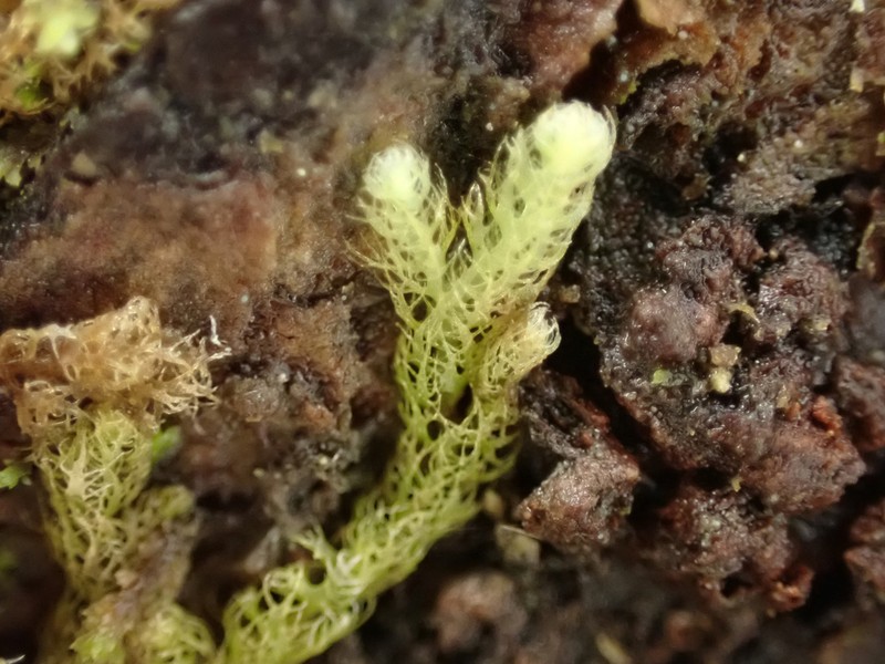 Ptilidium californicum photo 5
