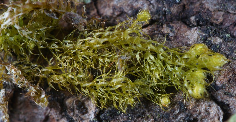 Ptilidium californicum photo 6
