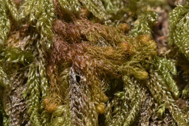 Ptilidium californicum photo 7