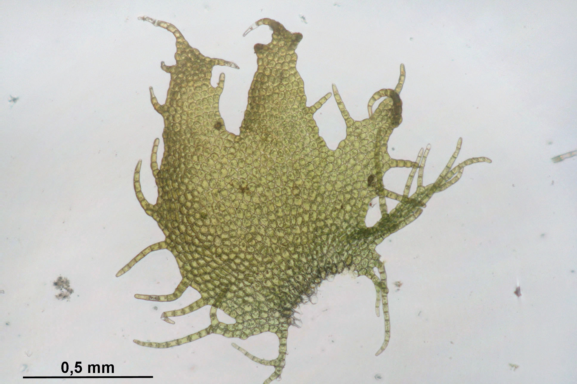 Ptilidium ciliare photo 5