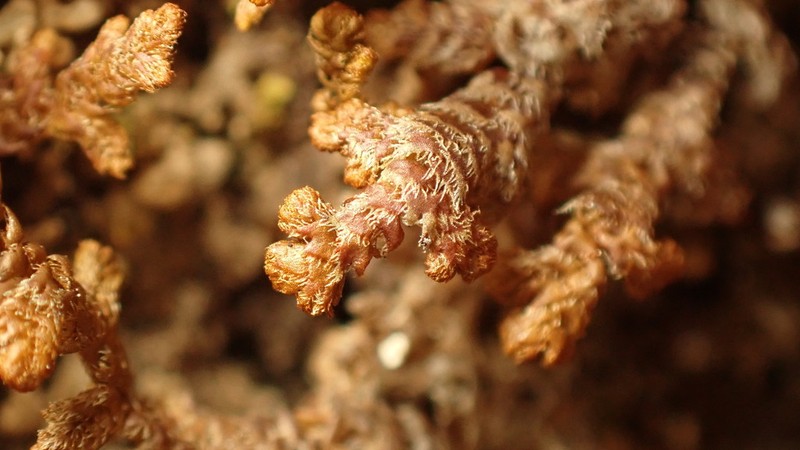 Ptilidium ciliare photo 3