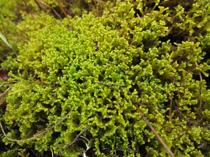 Ptilidium ciliare photo 4