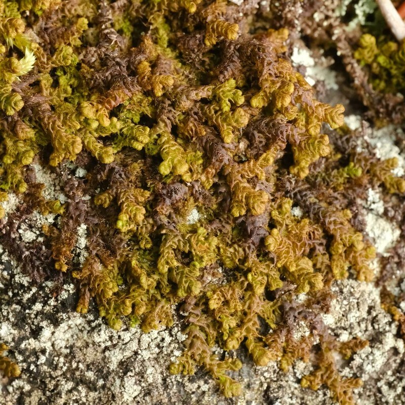Ptilidium ciliare photo 5