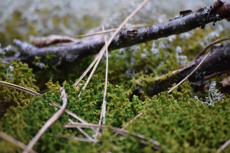 Ptilidium ciliare photo 6
