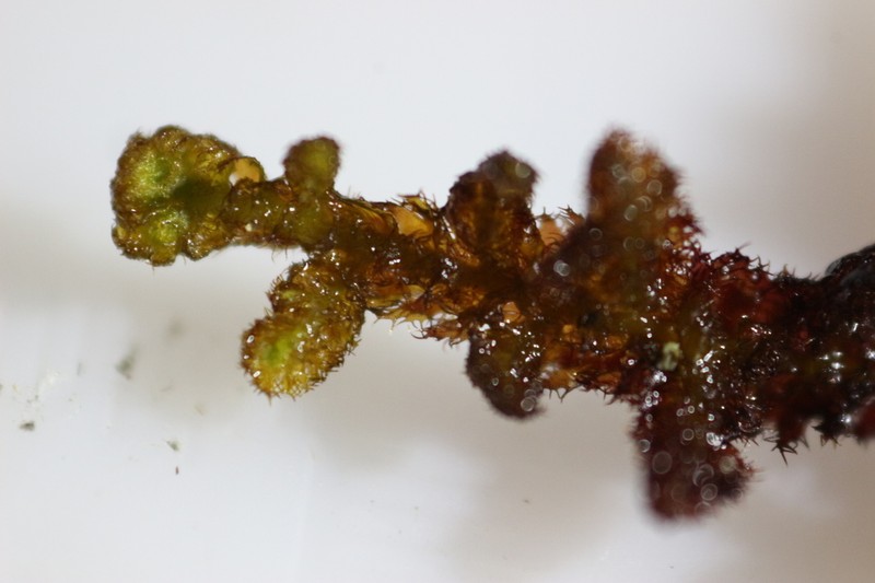 Ptilidium ciliare photo 7