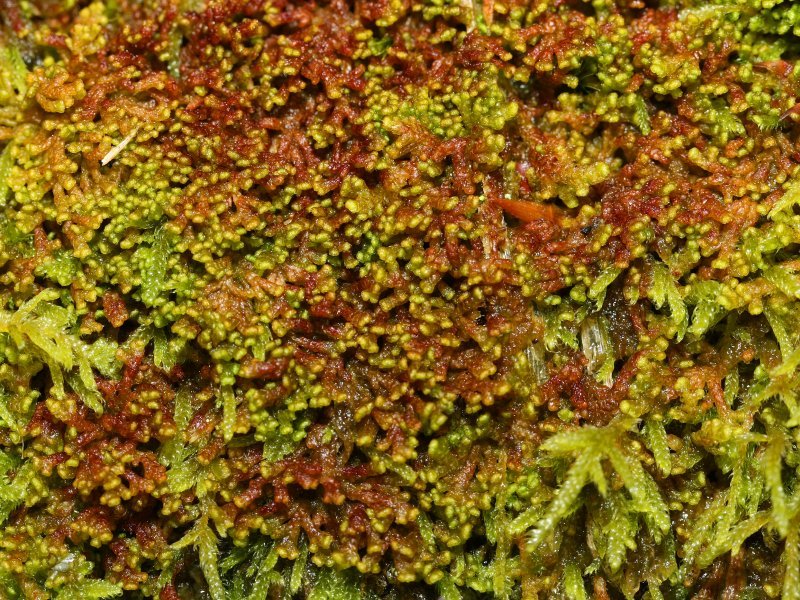 Ptilidium pulcherrimum