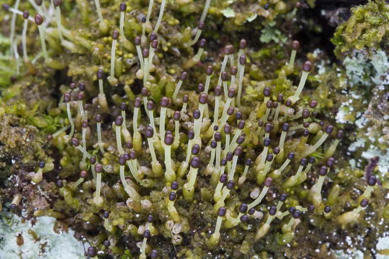 Ptilidium pulcherrimum photo 2