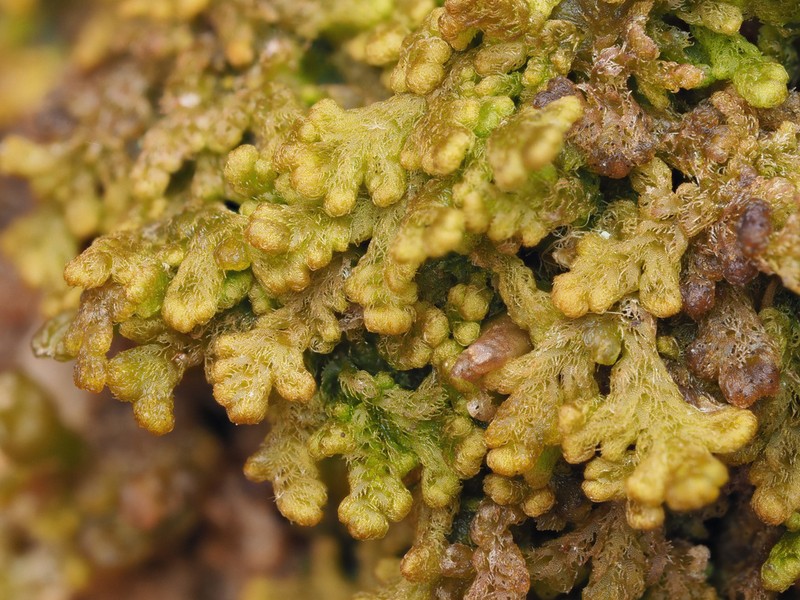 Ptilidium pulcherrimum photo 3