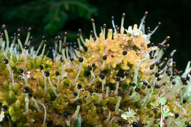 Ptilidium pulcherrimum photo 4