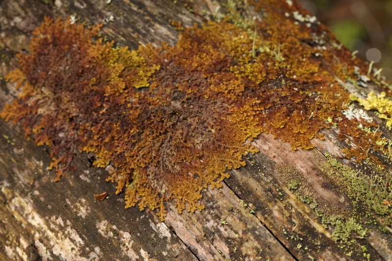 Ptilidium pulcherrimum photo 5