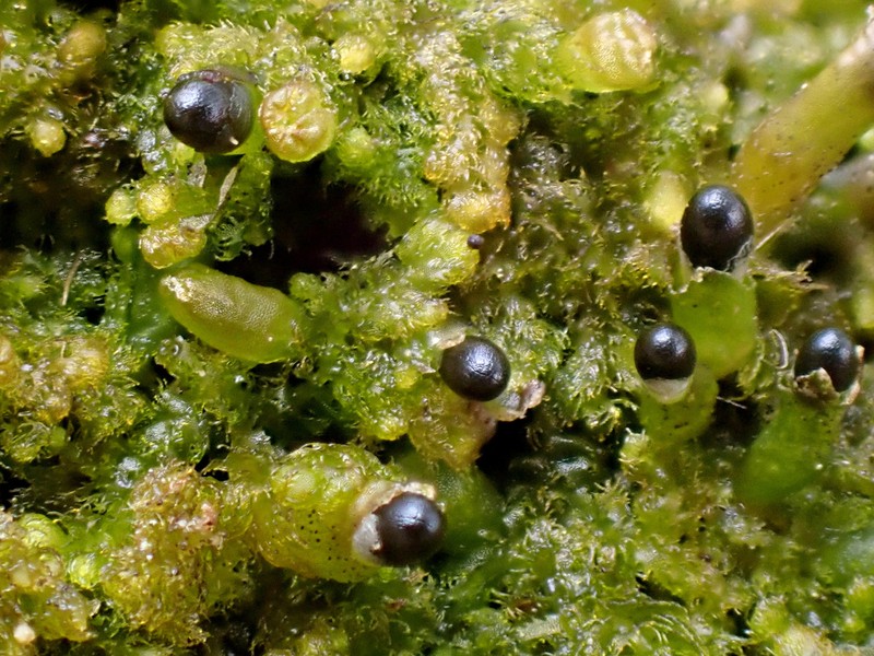 Ptilidium pulcherrimum photo 6