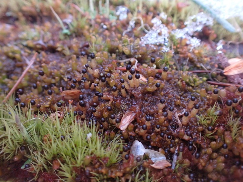 Ptilidium pulcherrimum photo 7