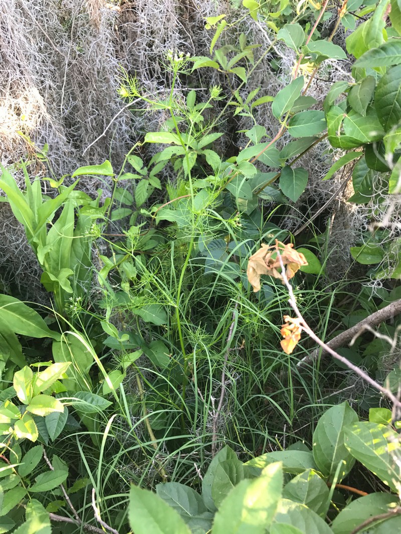 Ahles' Mock Bishopweed photo 3
