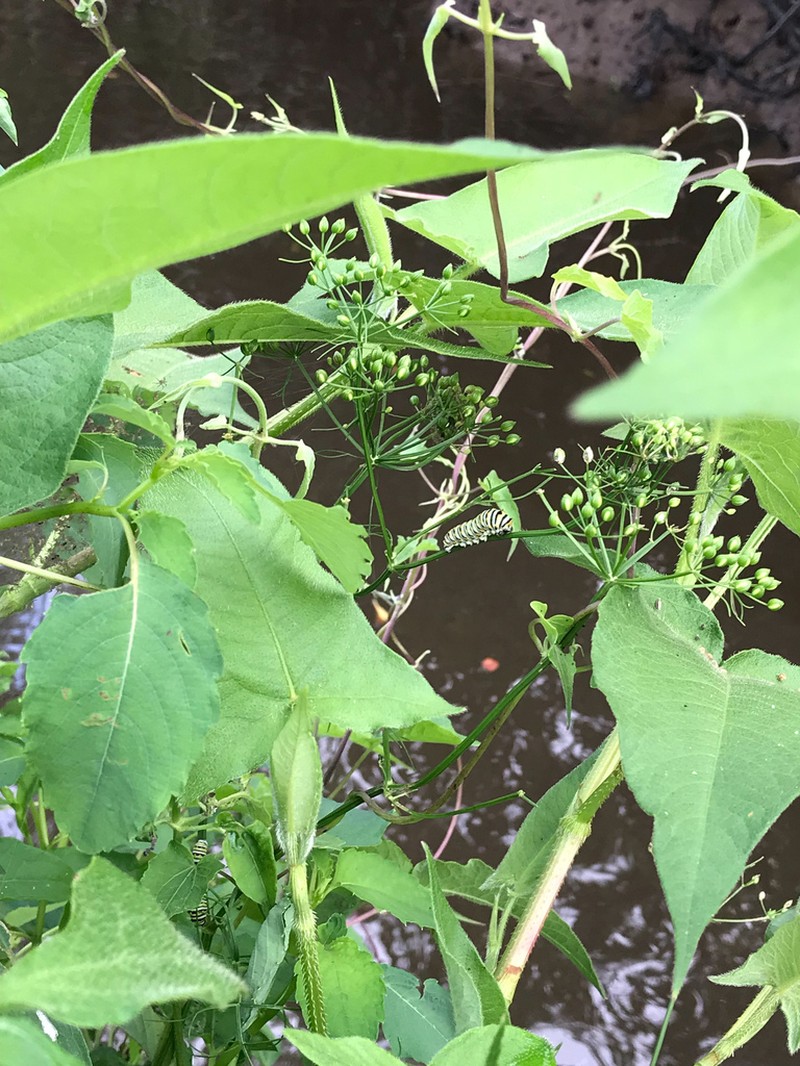 Ahles' Mock Bishopweed photo 6