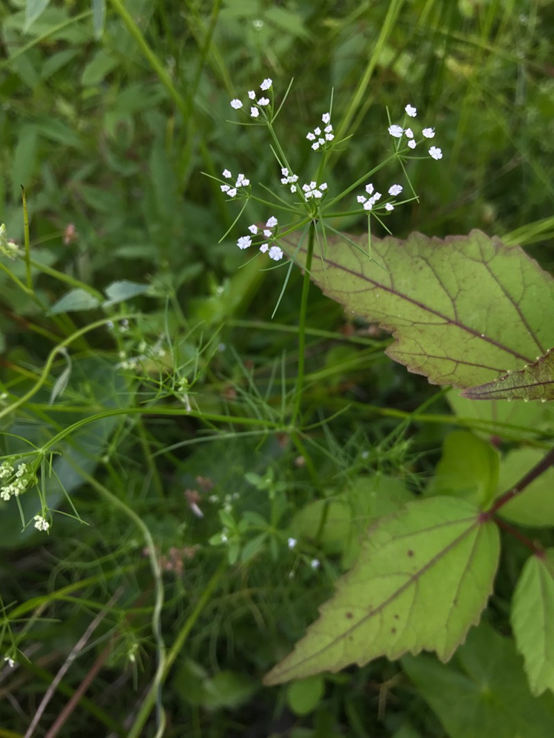 Ahles' Mock Bishopweed photo 7