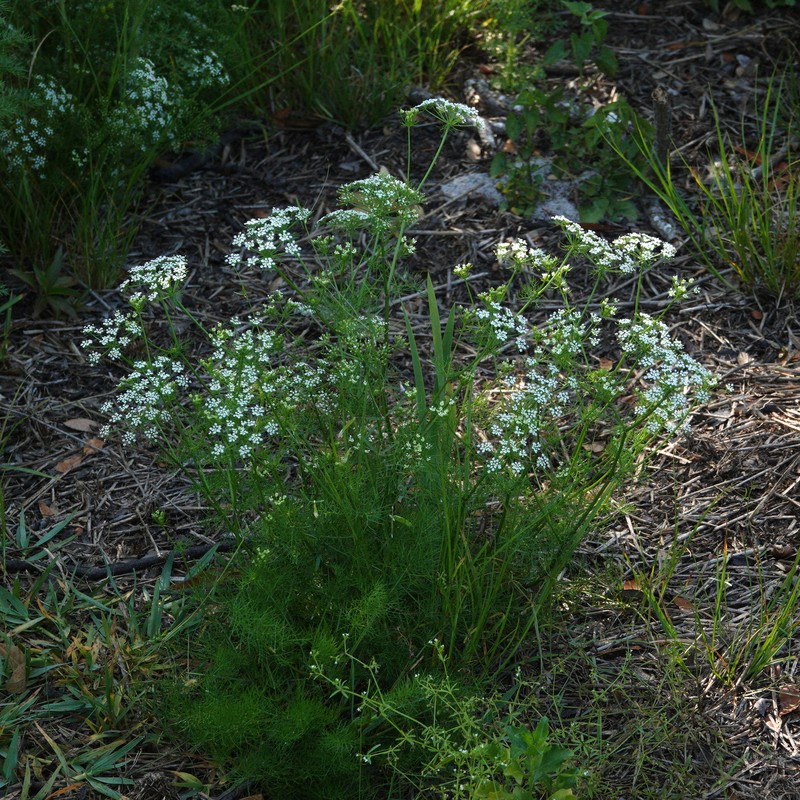 Herbwilliam