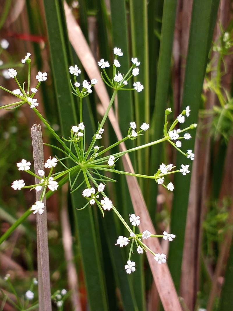 Herbwilliam photo 3