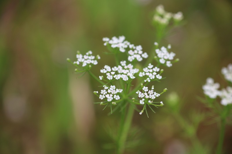 Herbwilliam photo 4