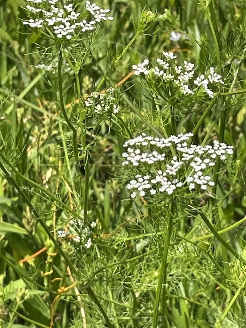 Herbwilliam photo 6