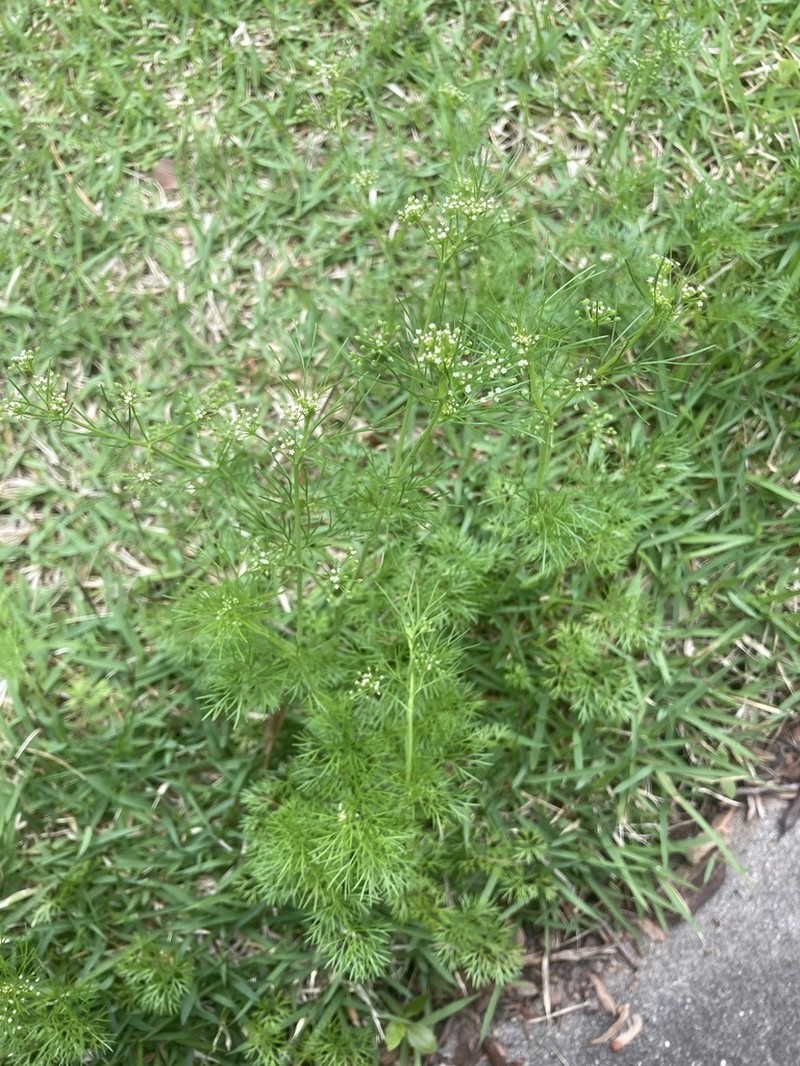 Herbwilliam photo 7