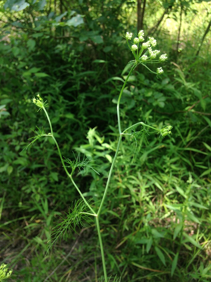 Ribbed Mock Bishopweed