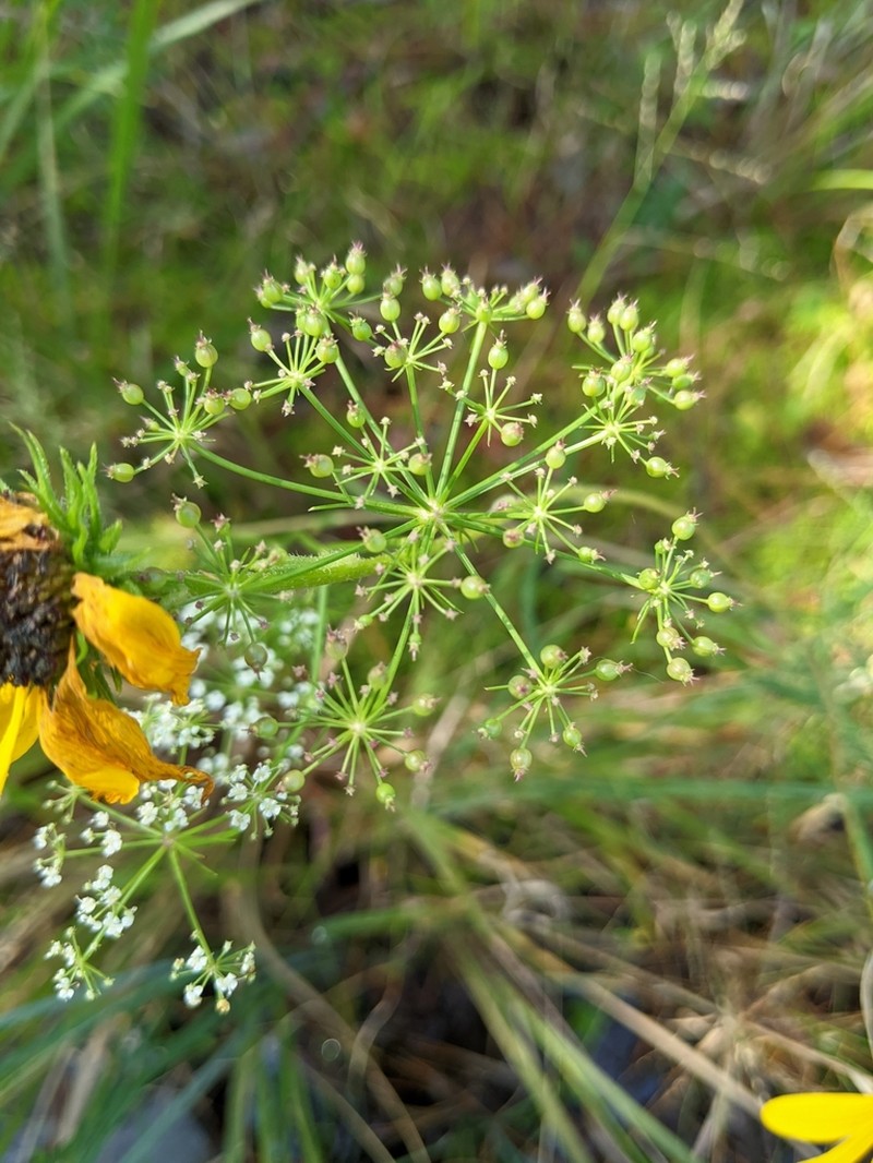Ribbed Mock Bishopweed photo 3