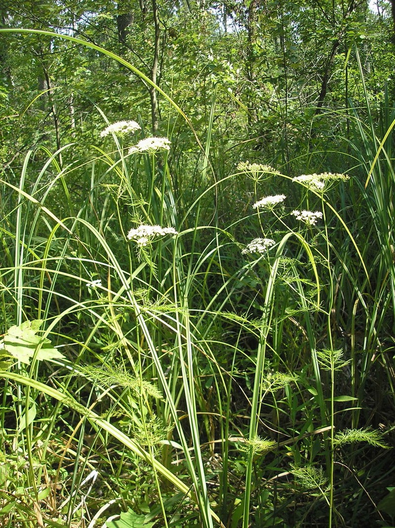 Ribbed Mock Bishopweed photo 4